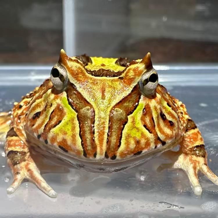 蟹蟹惠顾哦