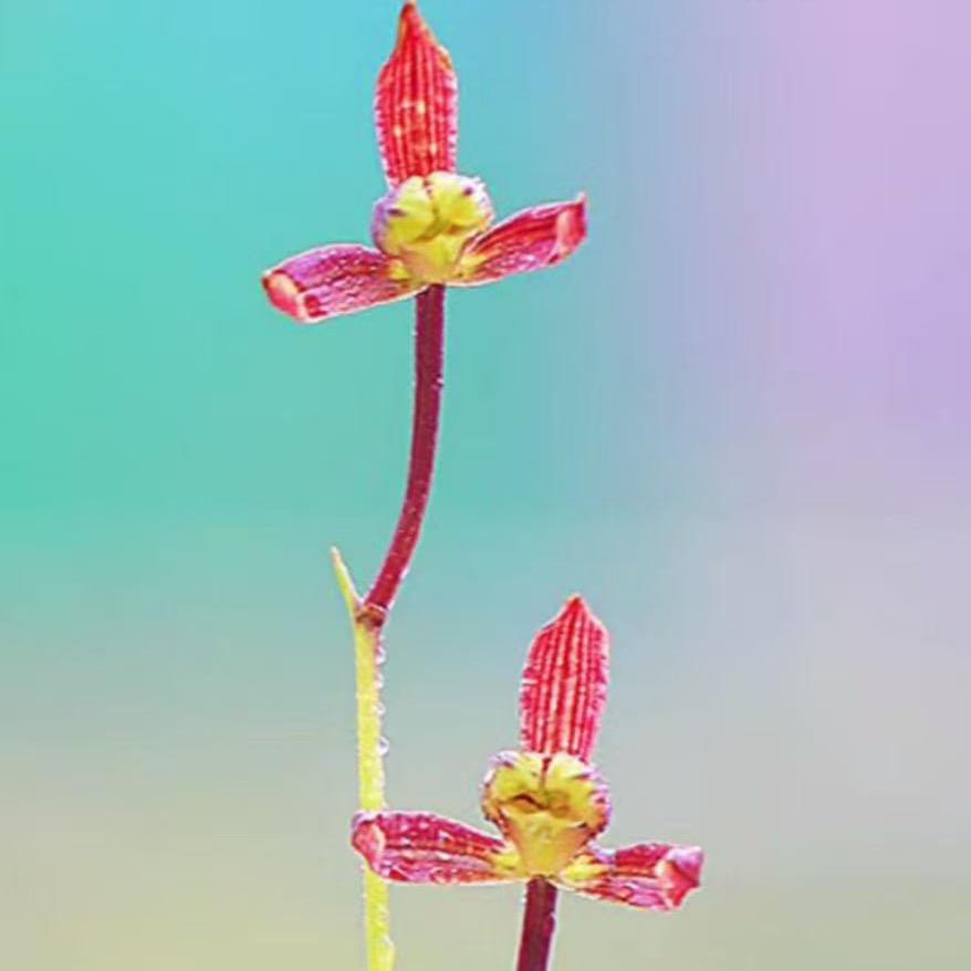 丽丽兰花基地
