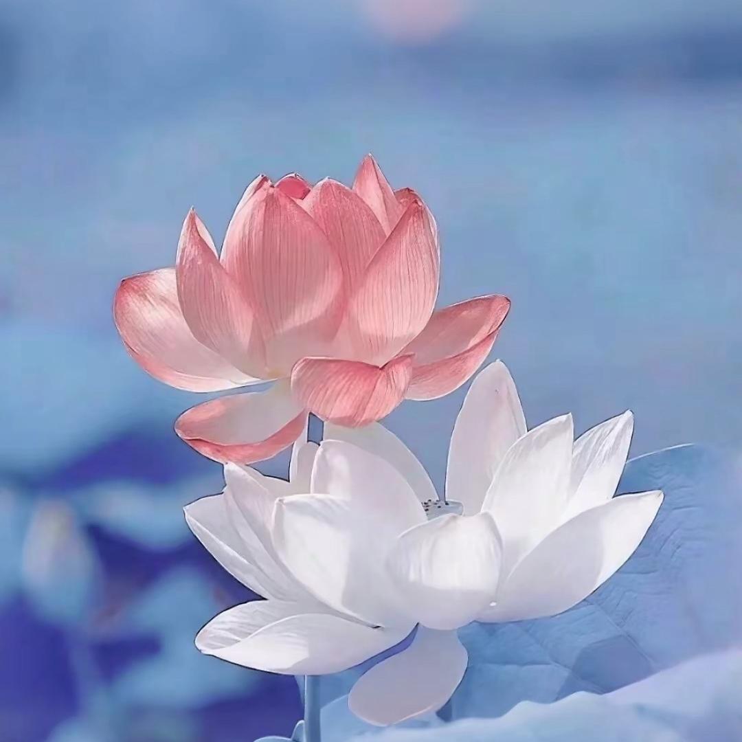 陈芳华🌸🌸🌸