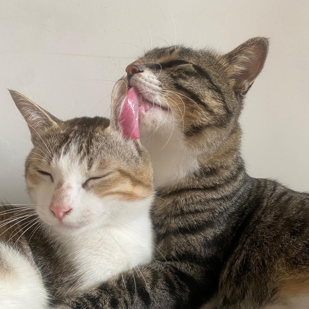 米奇和米妮是姐弟🥳