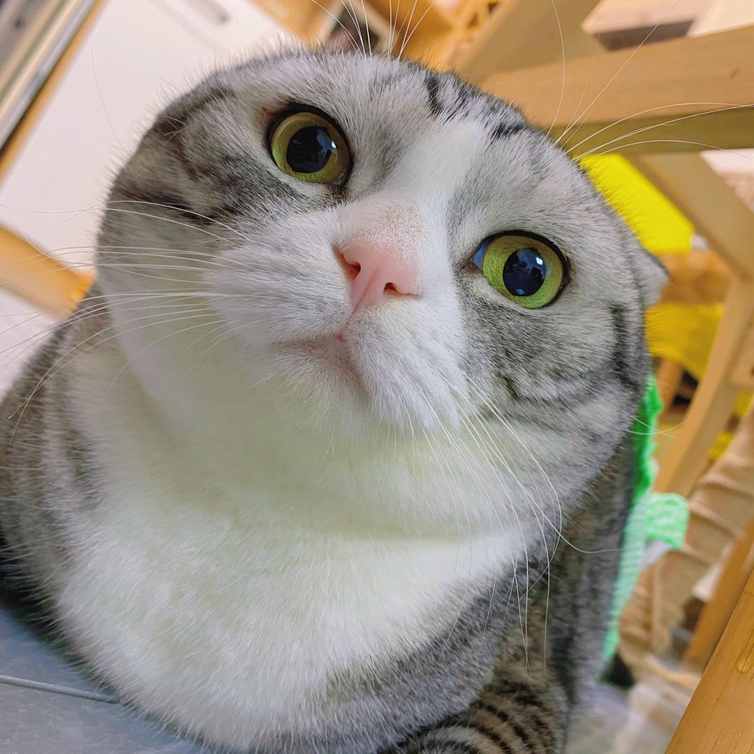 雪糕的养猫日记
