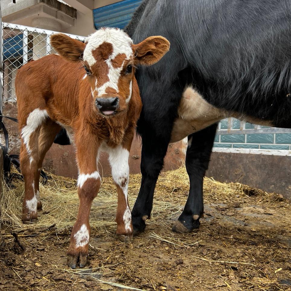 呼伦贝尔精品牛羊肉
