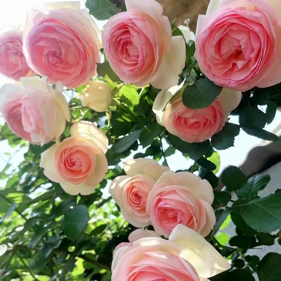 云南月季花卉种植园