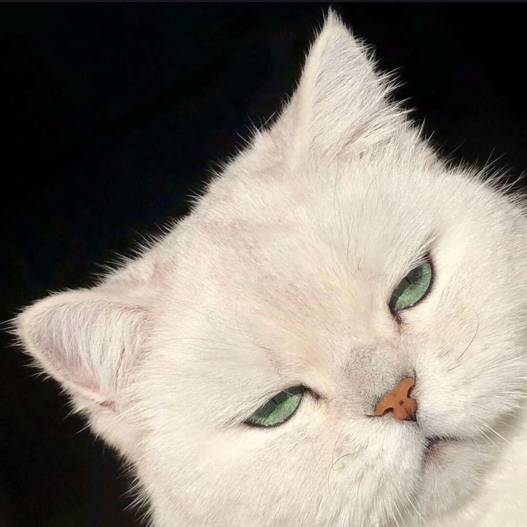 Catbee（被流放版）