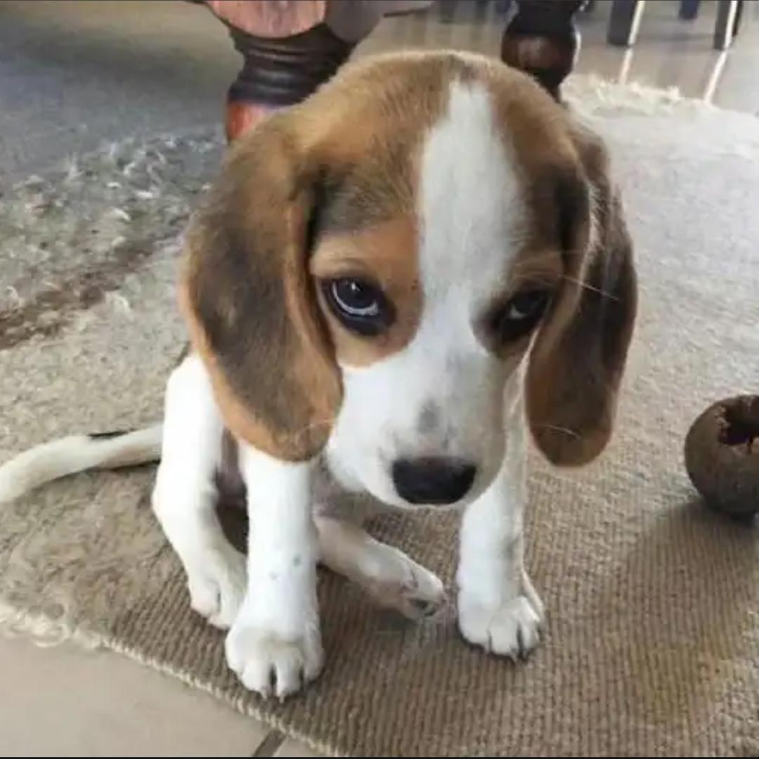 👑PUPPY👑@抖音