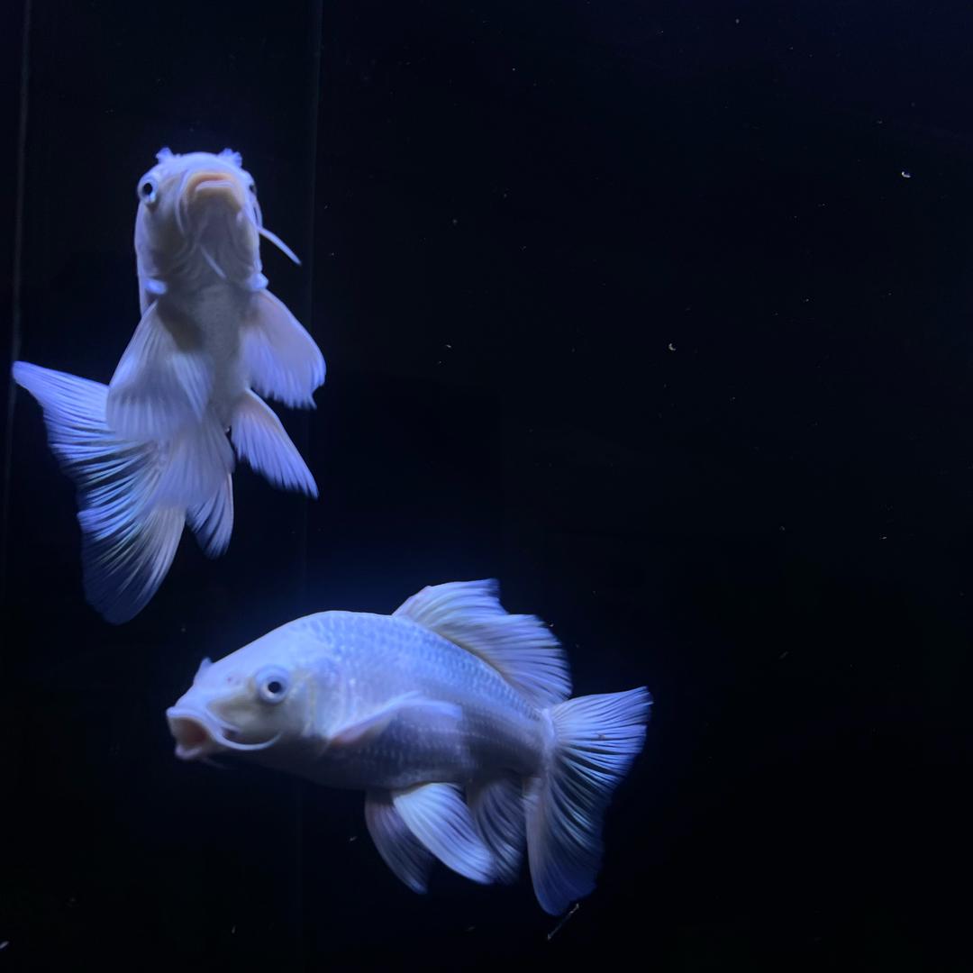 小林爱游泳🏊‍♀️🚴‍♀️🐟