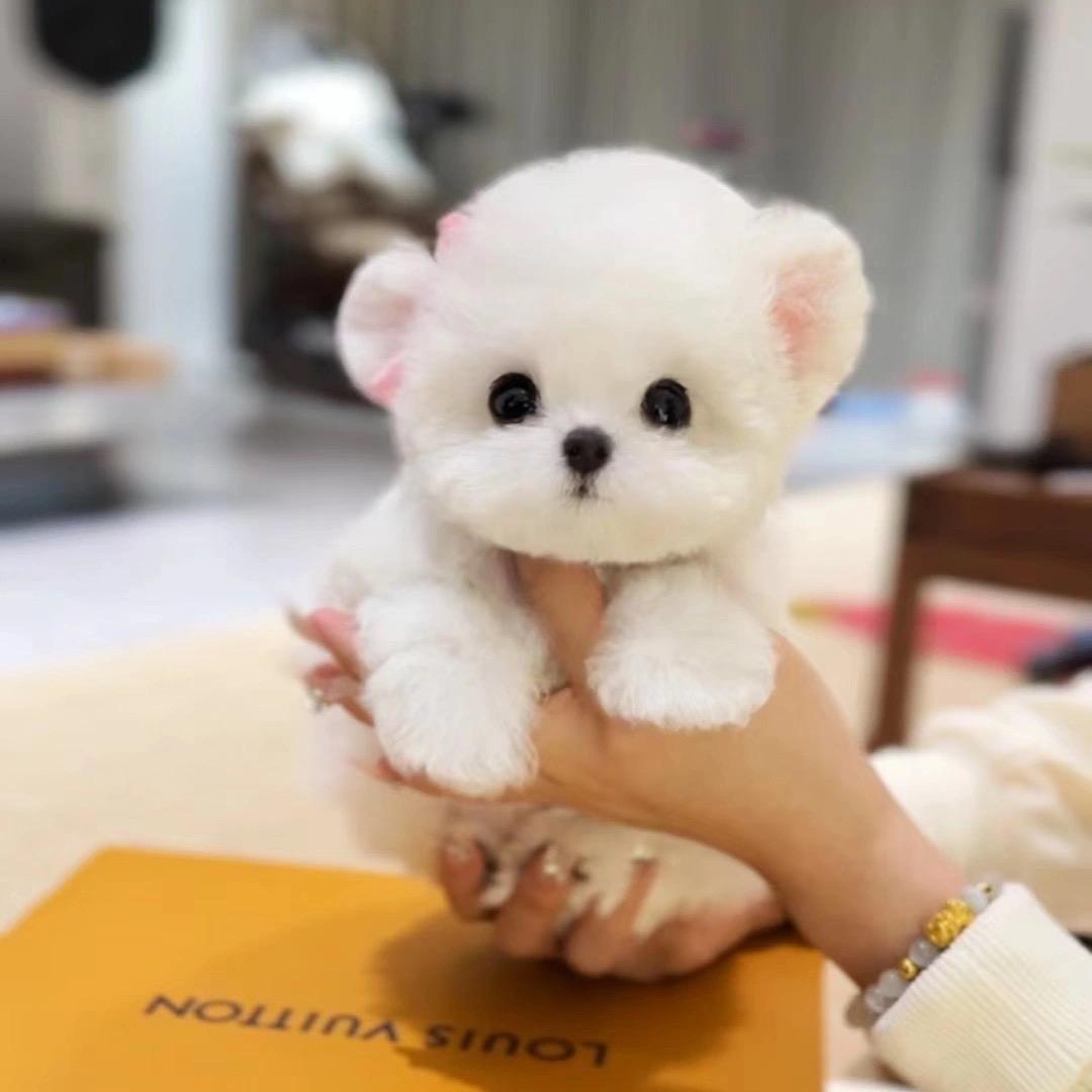 图图家 比熊 博美 泰迪
