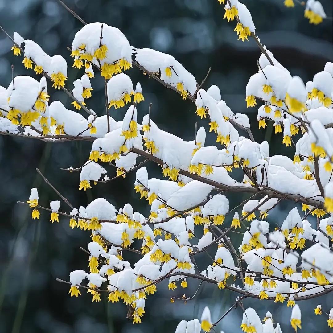 繁花似锦