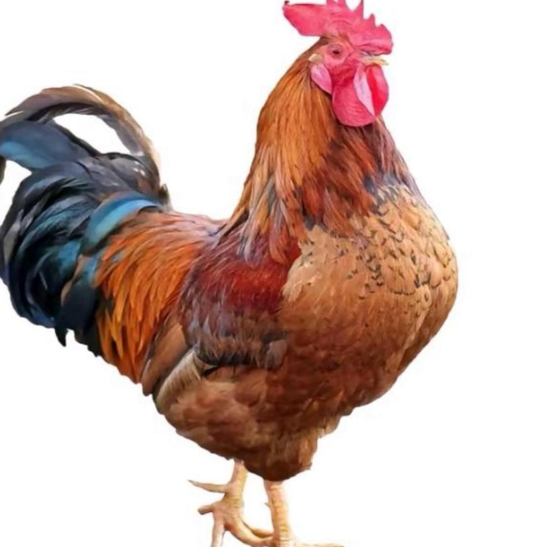 鸡皇