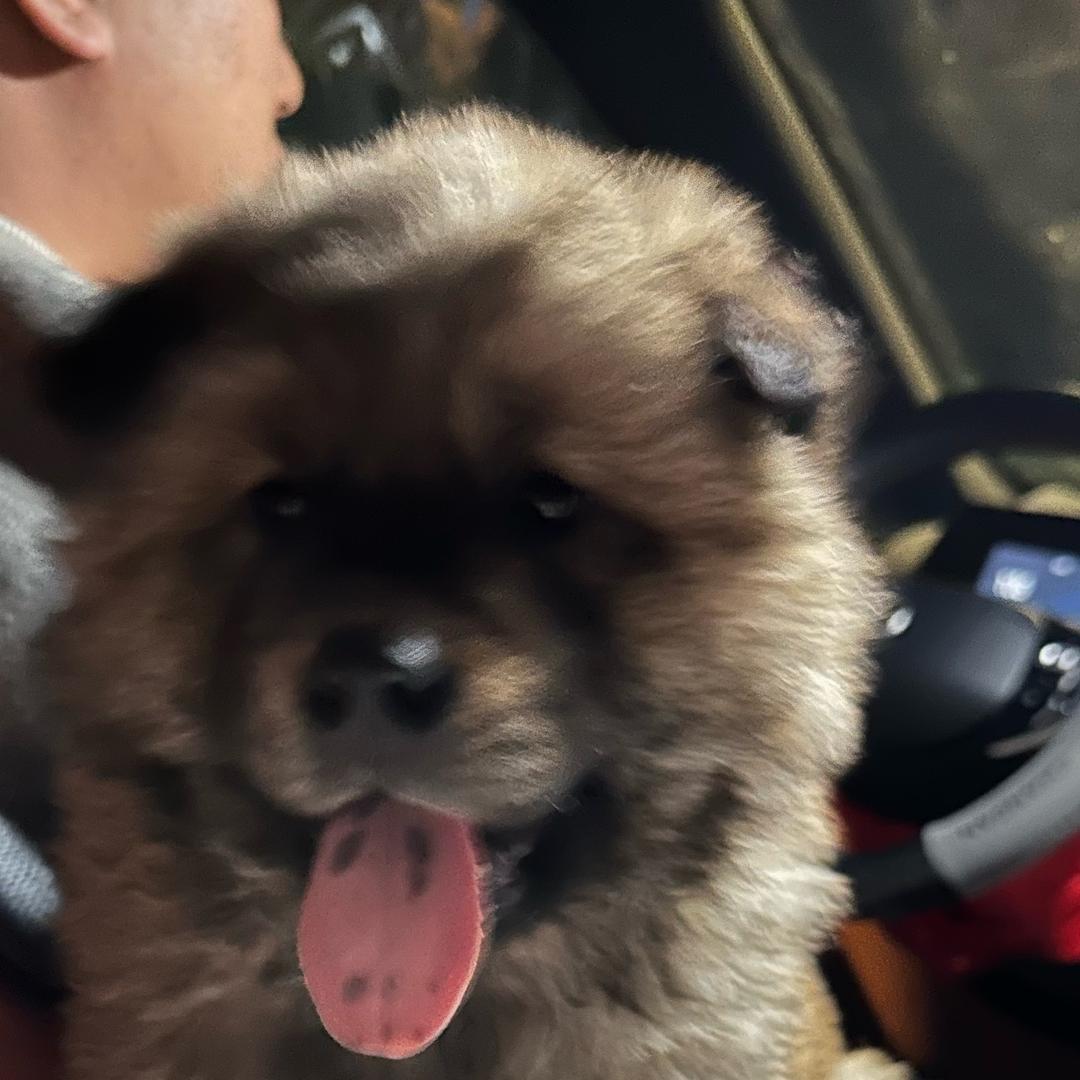 笨笨爱吃肉肉🍖