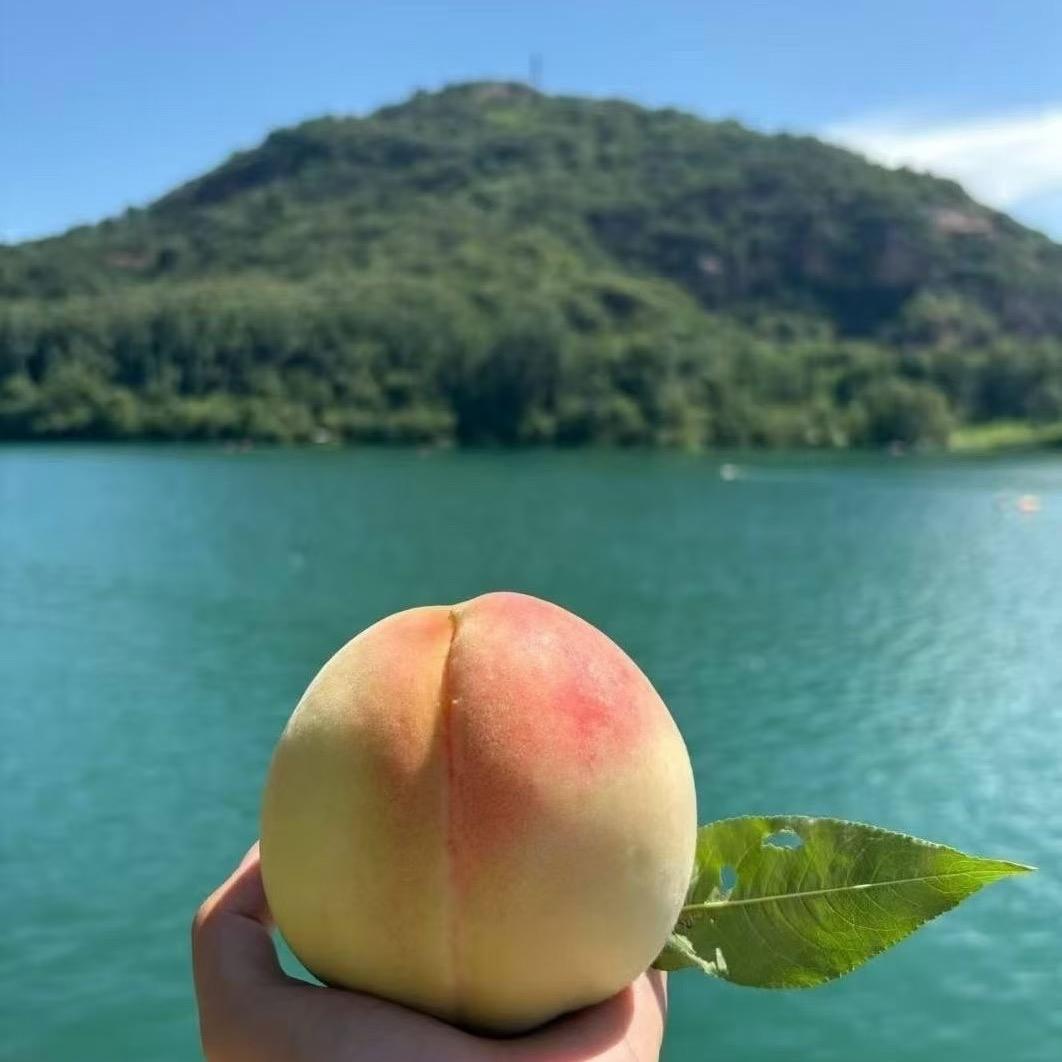🌈售阳山水蜜桃桃苗