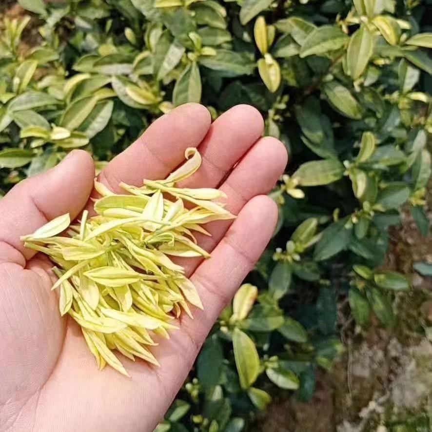 明兰香茶叶旗舰店