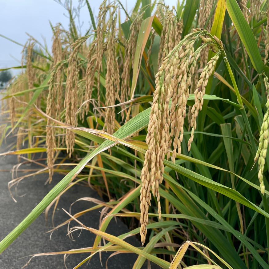 宿迁农资情报局