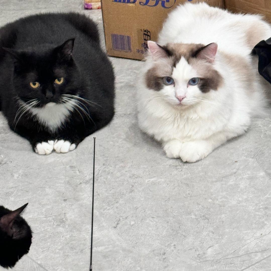 猫库