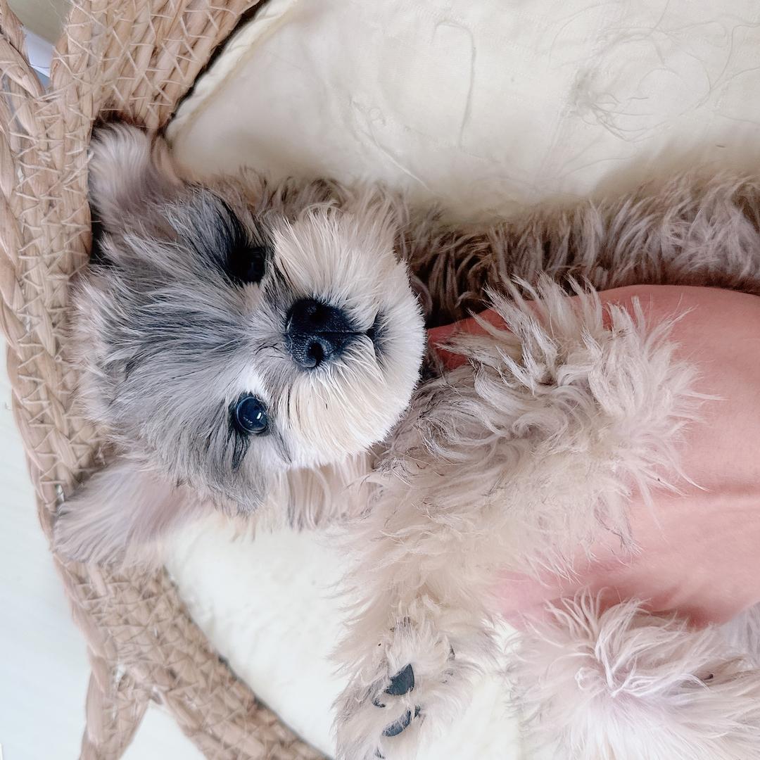 维维家的雪纳瑞