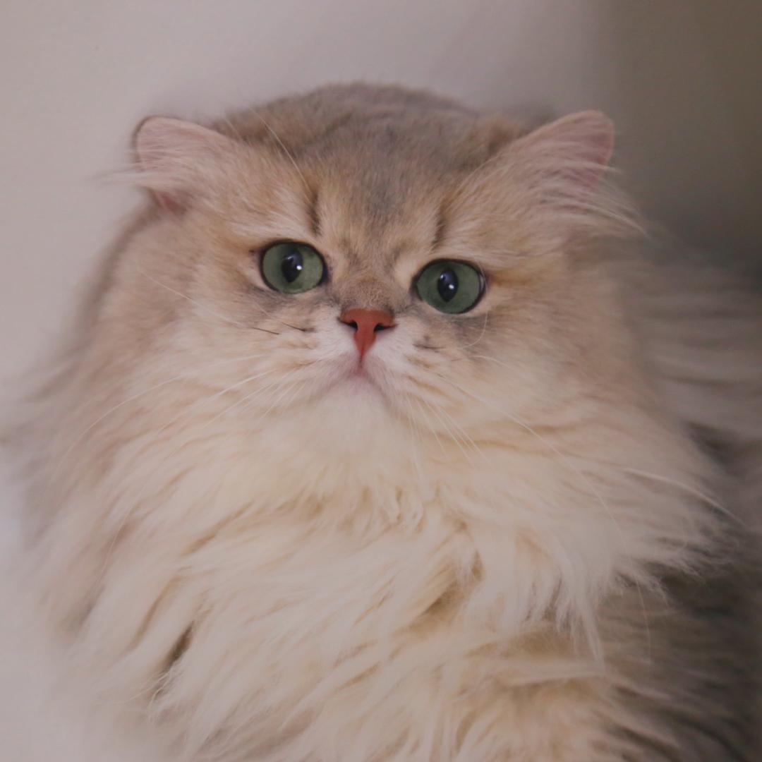 甜甜家的猫-金渐层银渐层