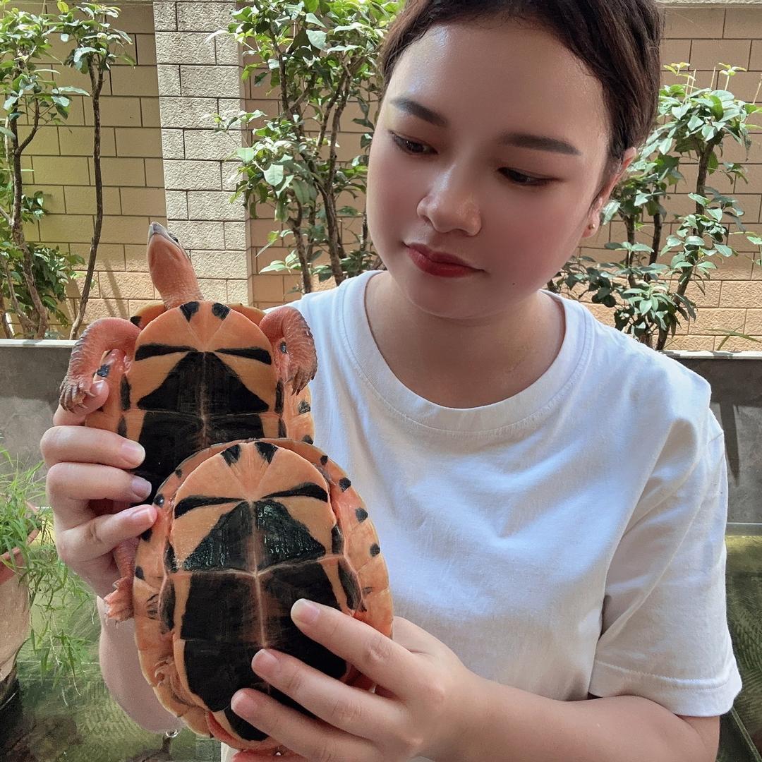 金龟蜜