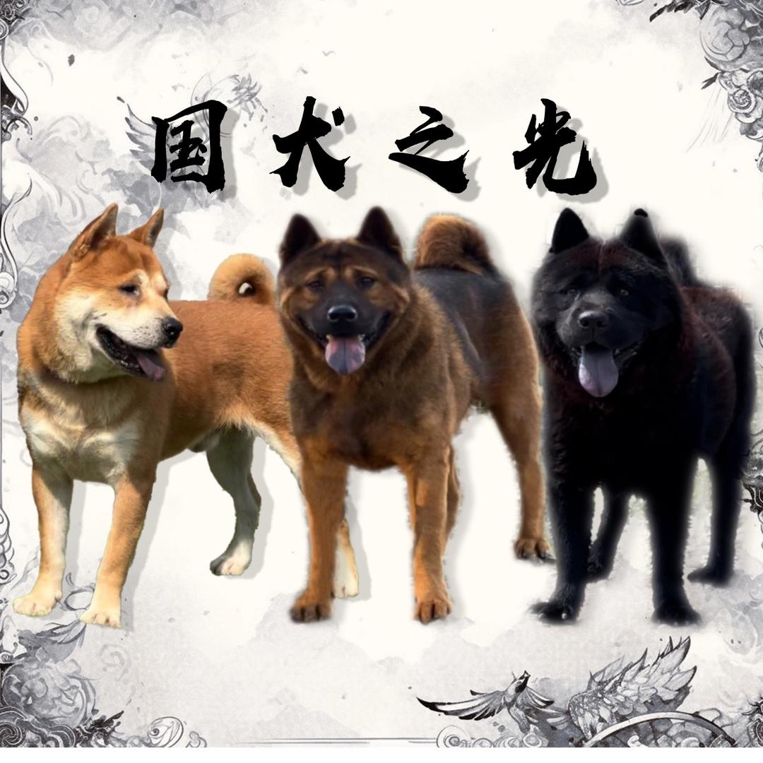 国犬之光.