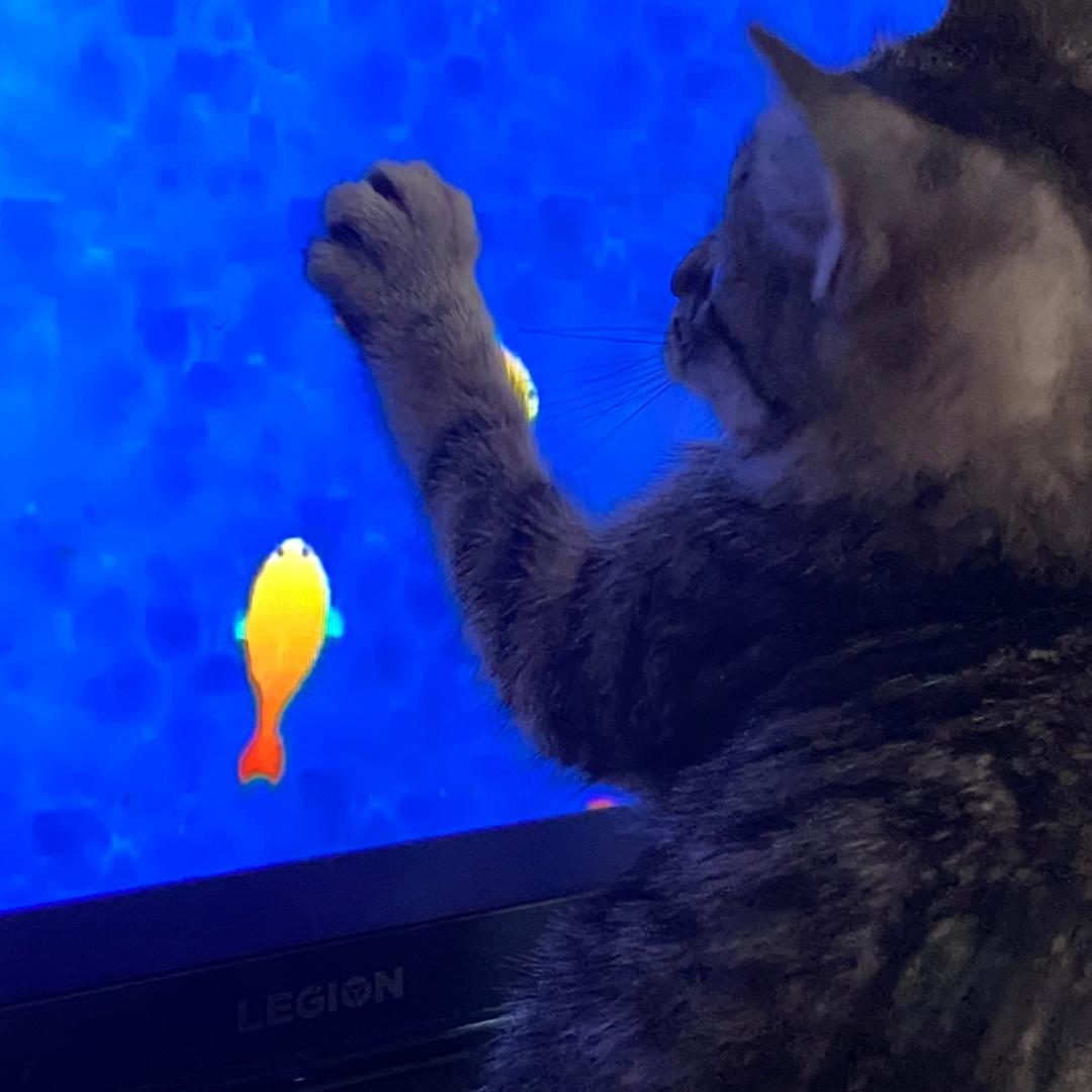 克里斯的养猫日记