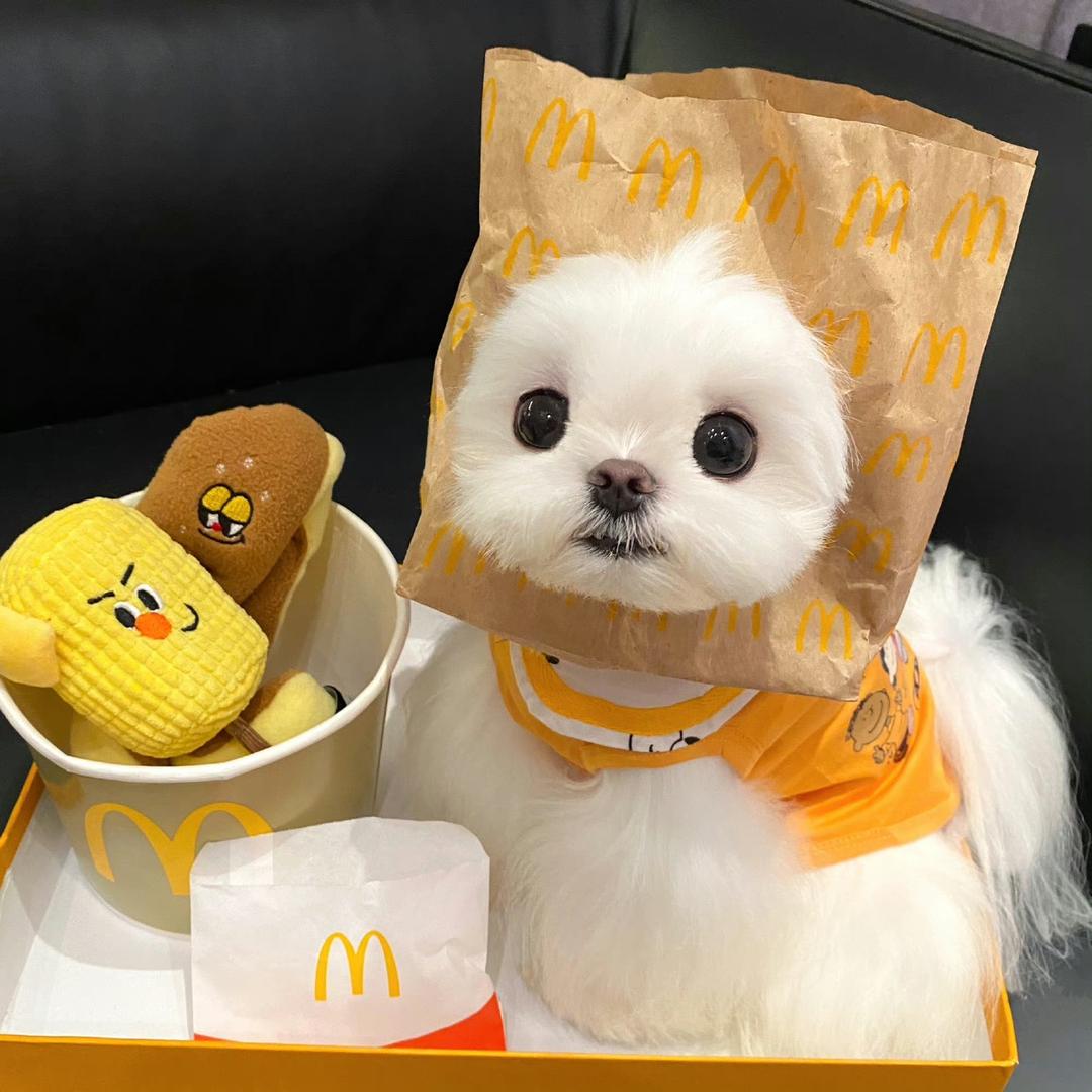皮蛋瘦肉粥ttt