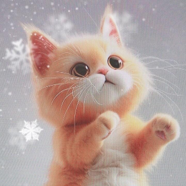 胖可爱