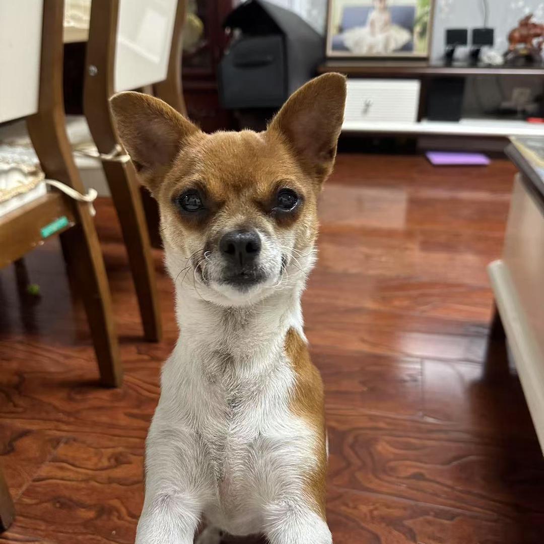 田园犬小聪明