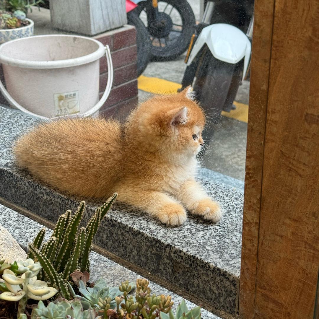 智叔