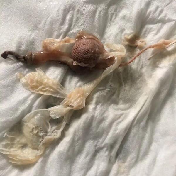 清宫丸源头厂家