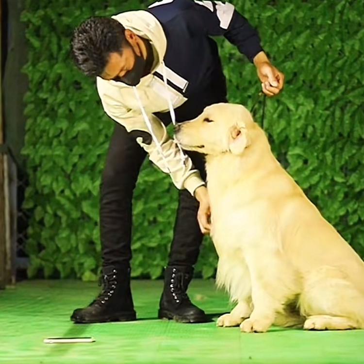 金涛犬舍金毛俱乐部