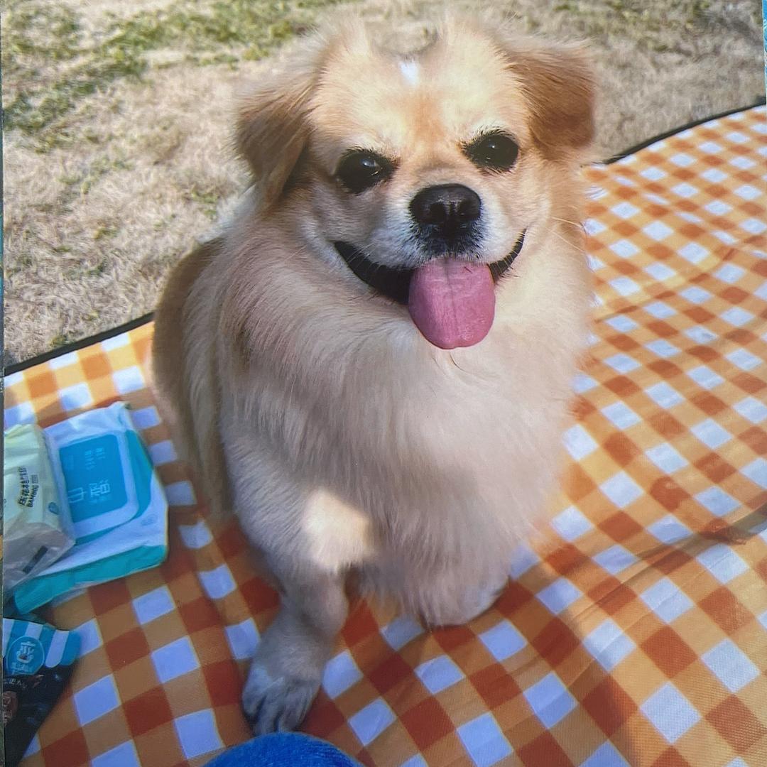 饭团家的宠物用品