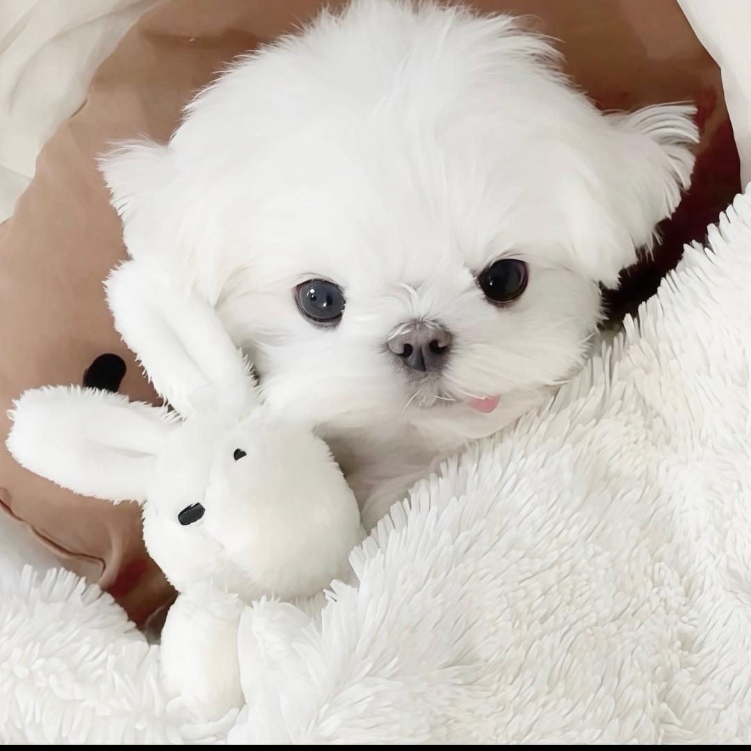 总而言之你非常可爱