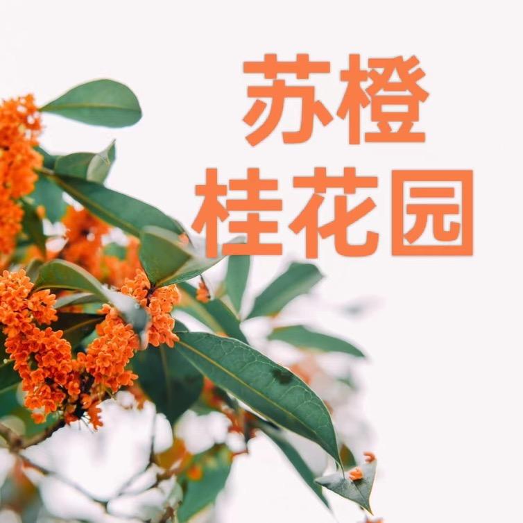 苏橙庭院桂花基地
