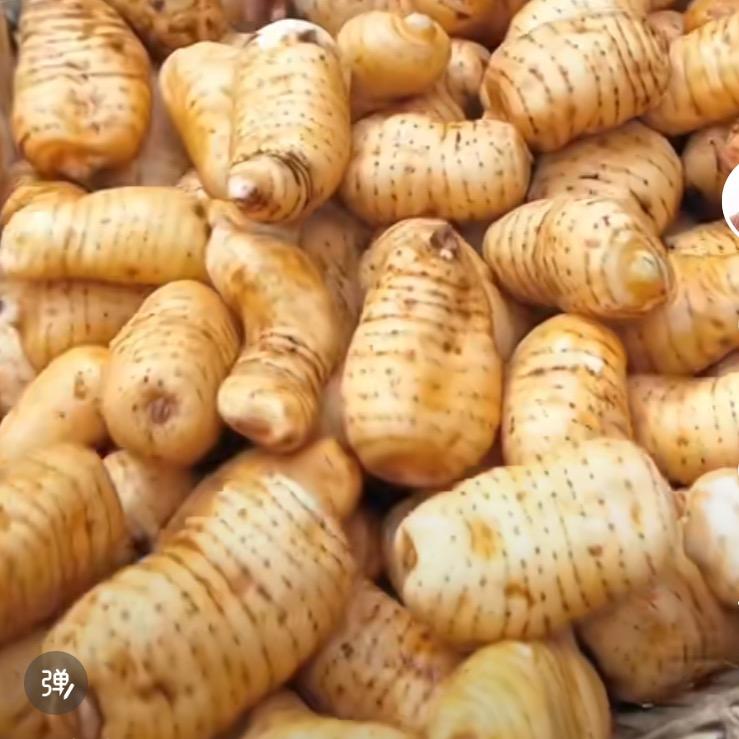 室内无土框栽天麻王老师
