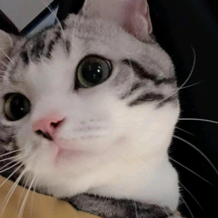 哀屿