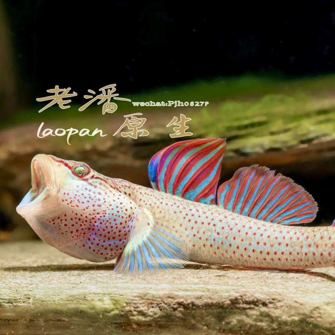 老潘原生鱼