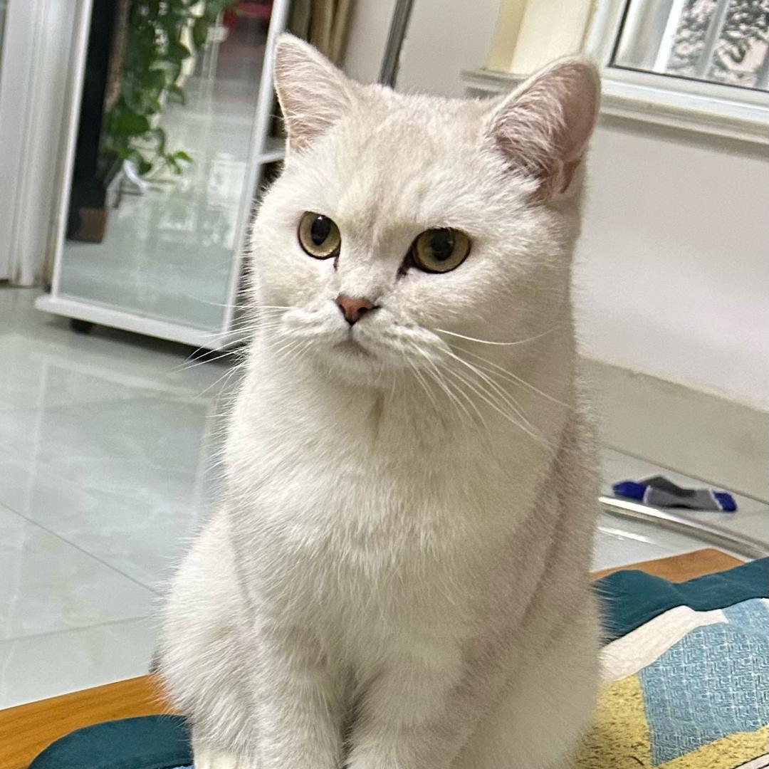 撒旦家猫会后空翻