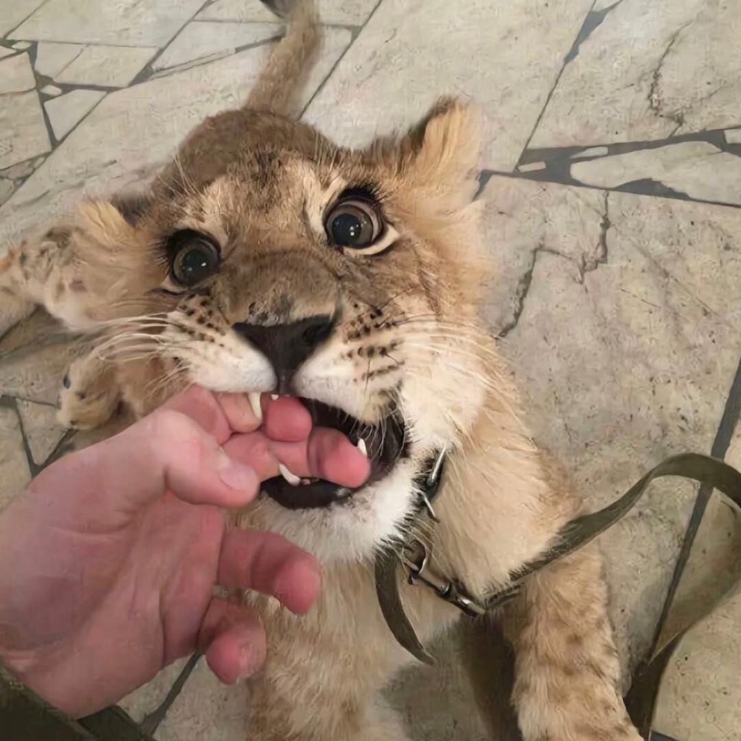 鱼丸不是鱼