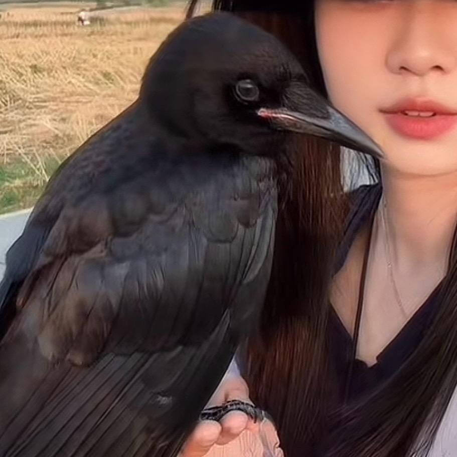 鸦鸦救助站