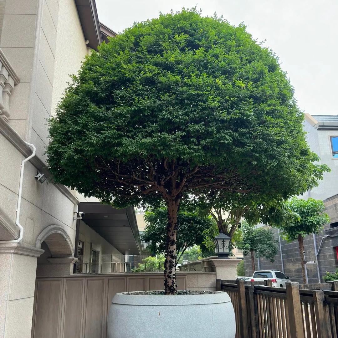 众果农业果苗2店