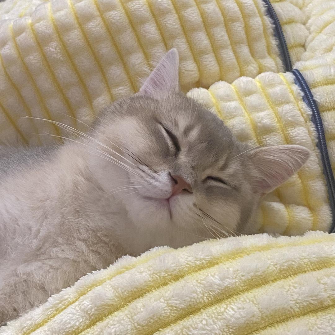 👩🏻🔬打工养屁困