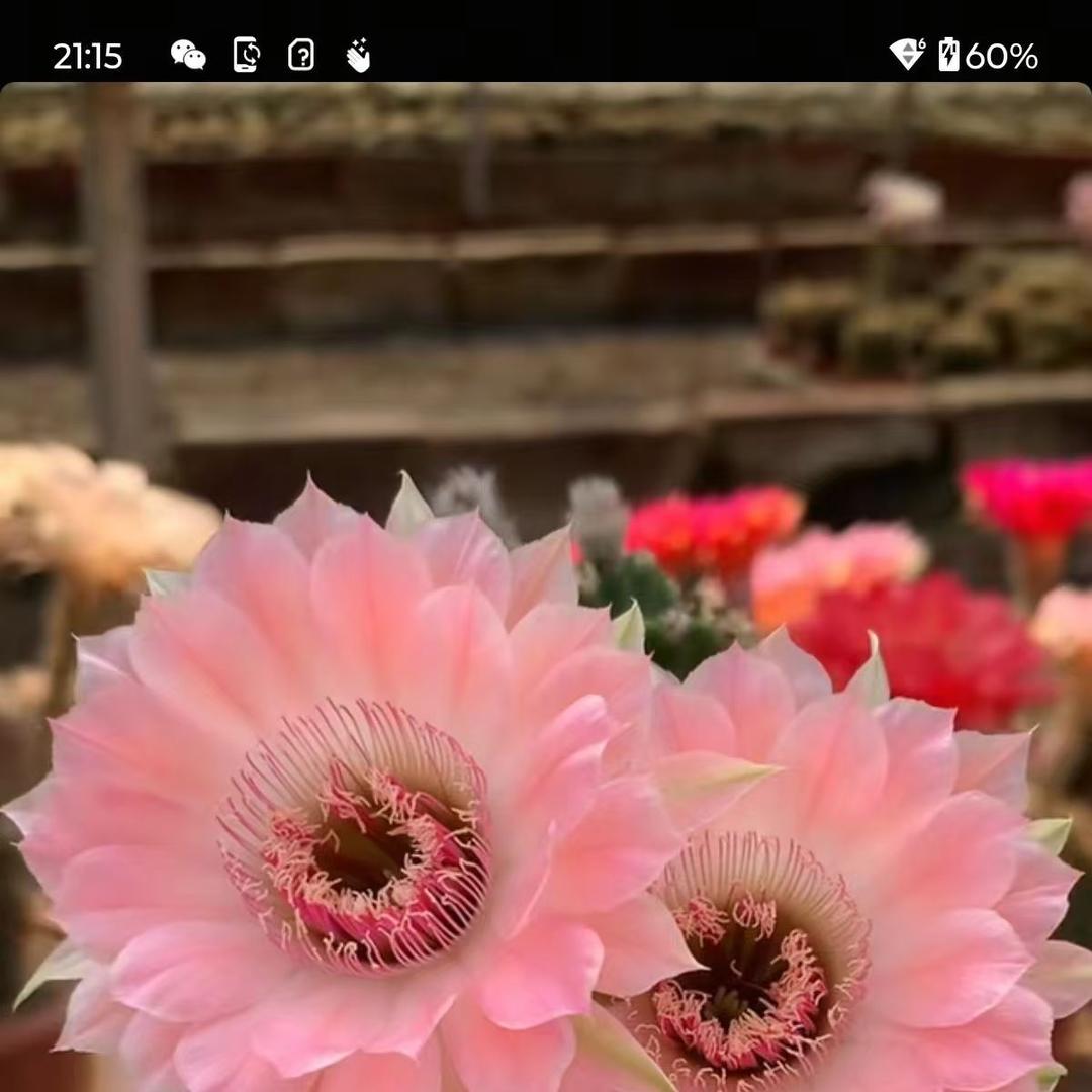 晓萌花卉园艺场