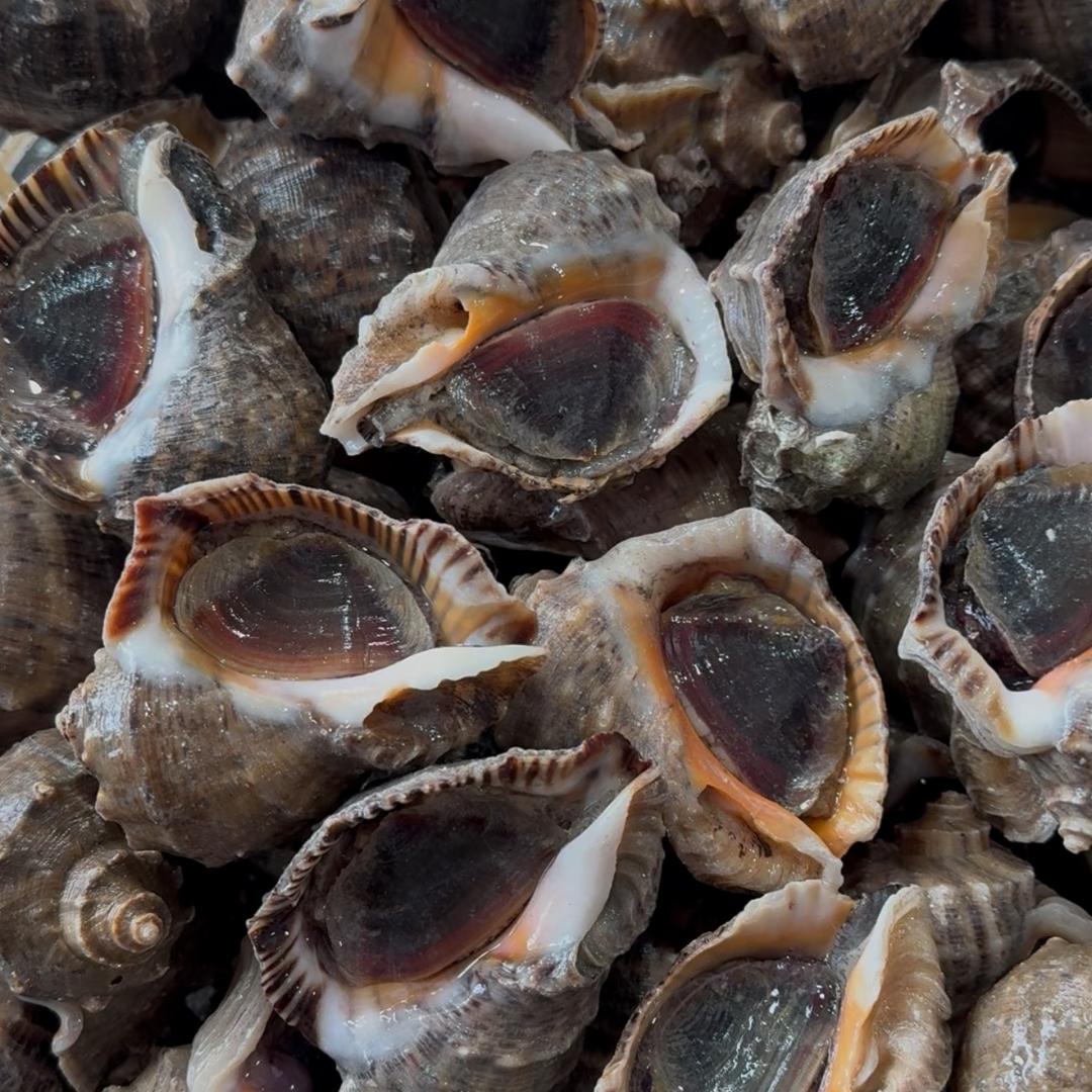 张姐贝类批发商行