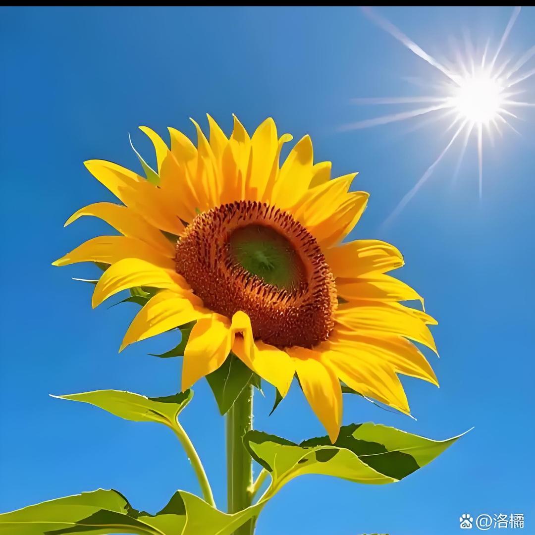 梓🌼