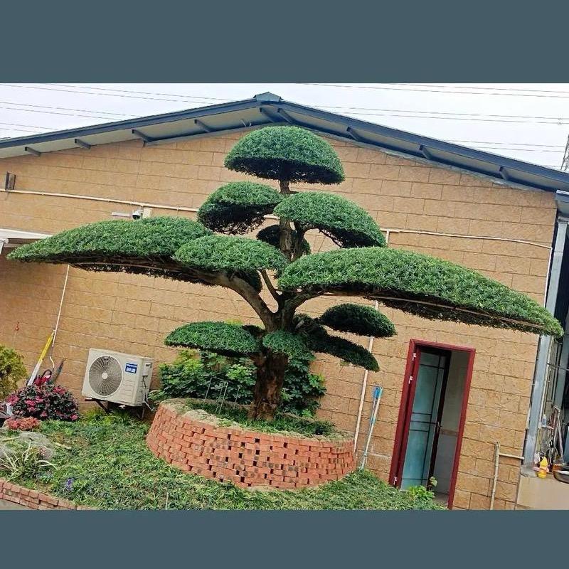 匠心盆景园艺