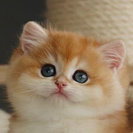 帆家优宠（稀有色渐层猫舍）