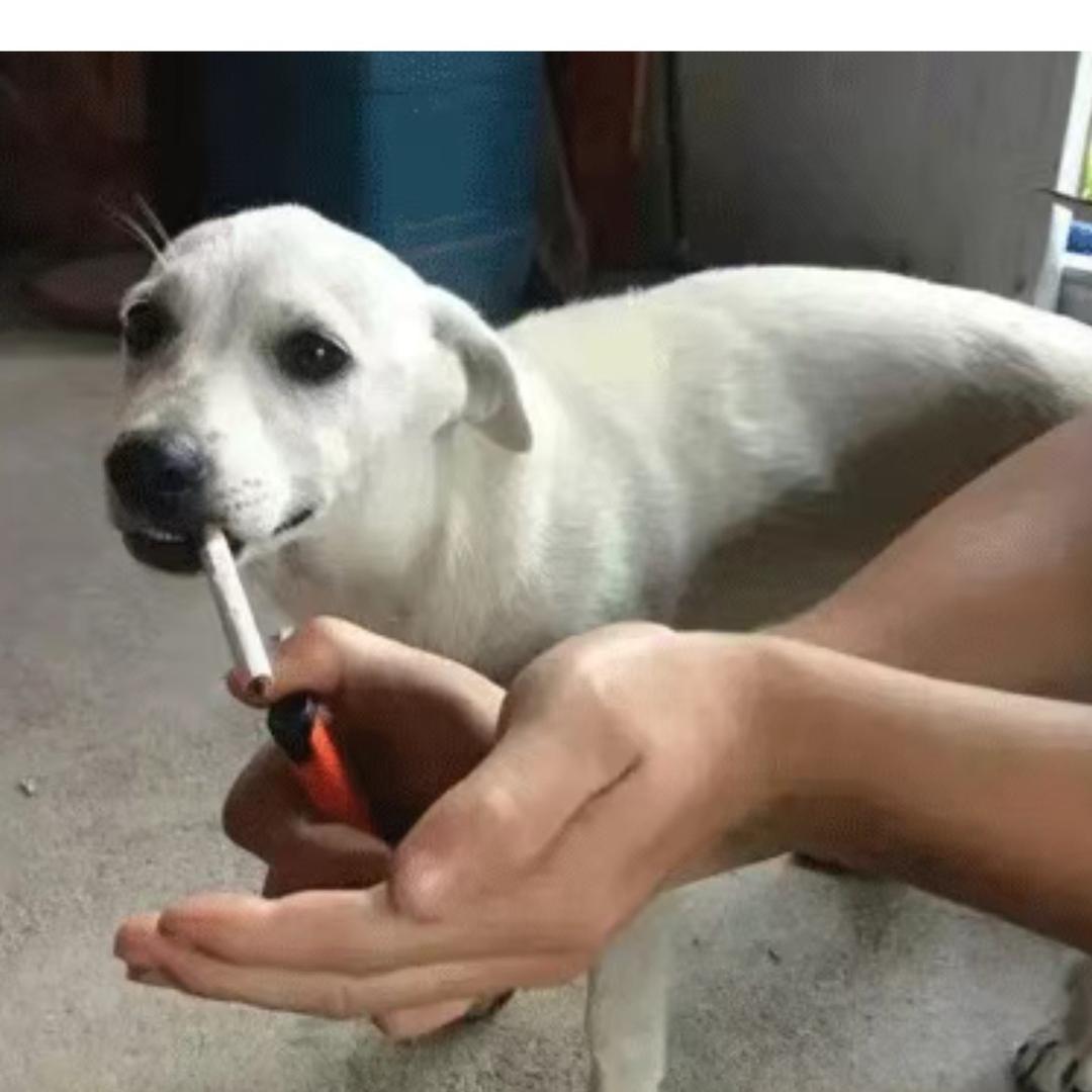 🪖🪖小白