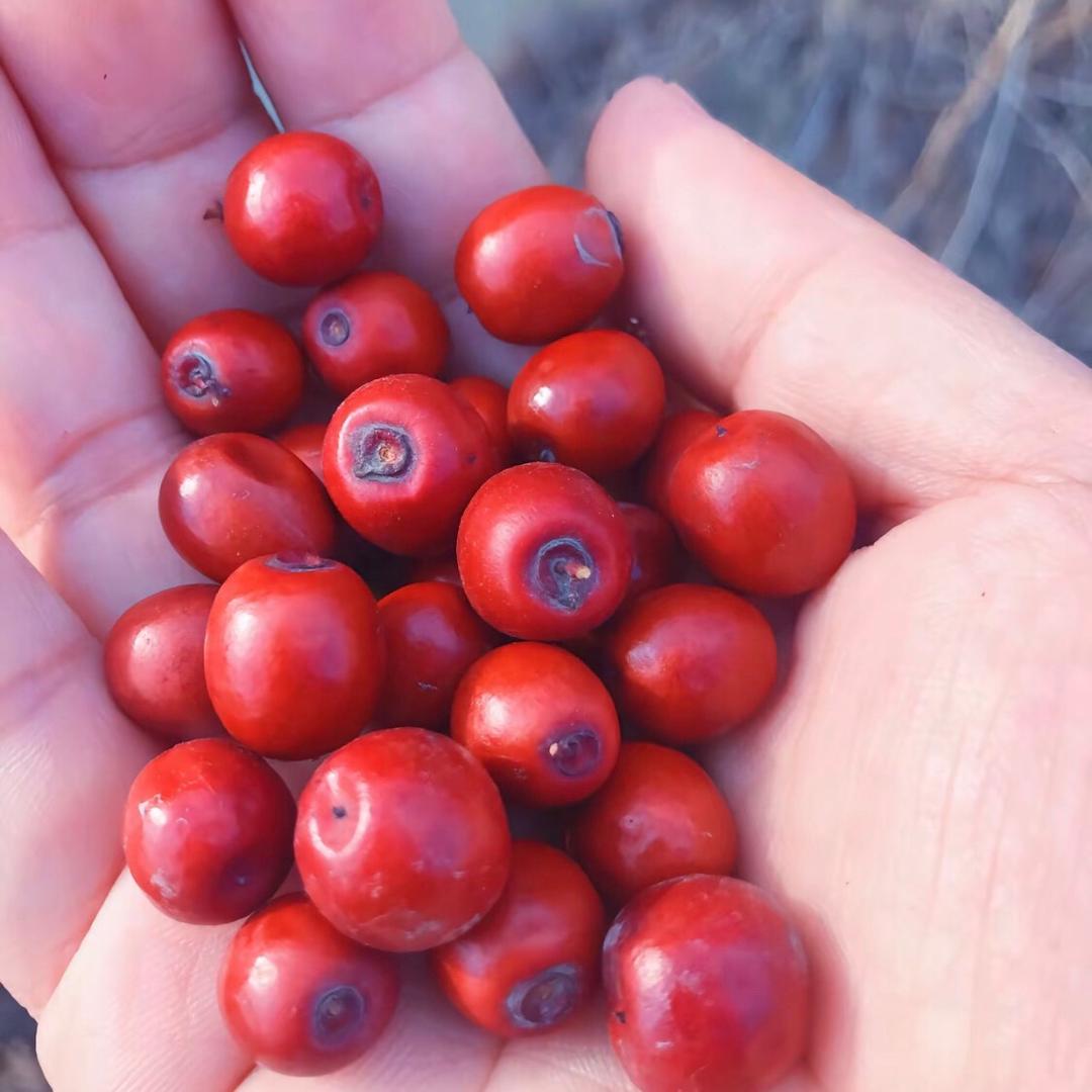 五台小刘酸枣仁