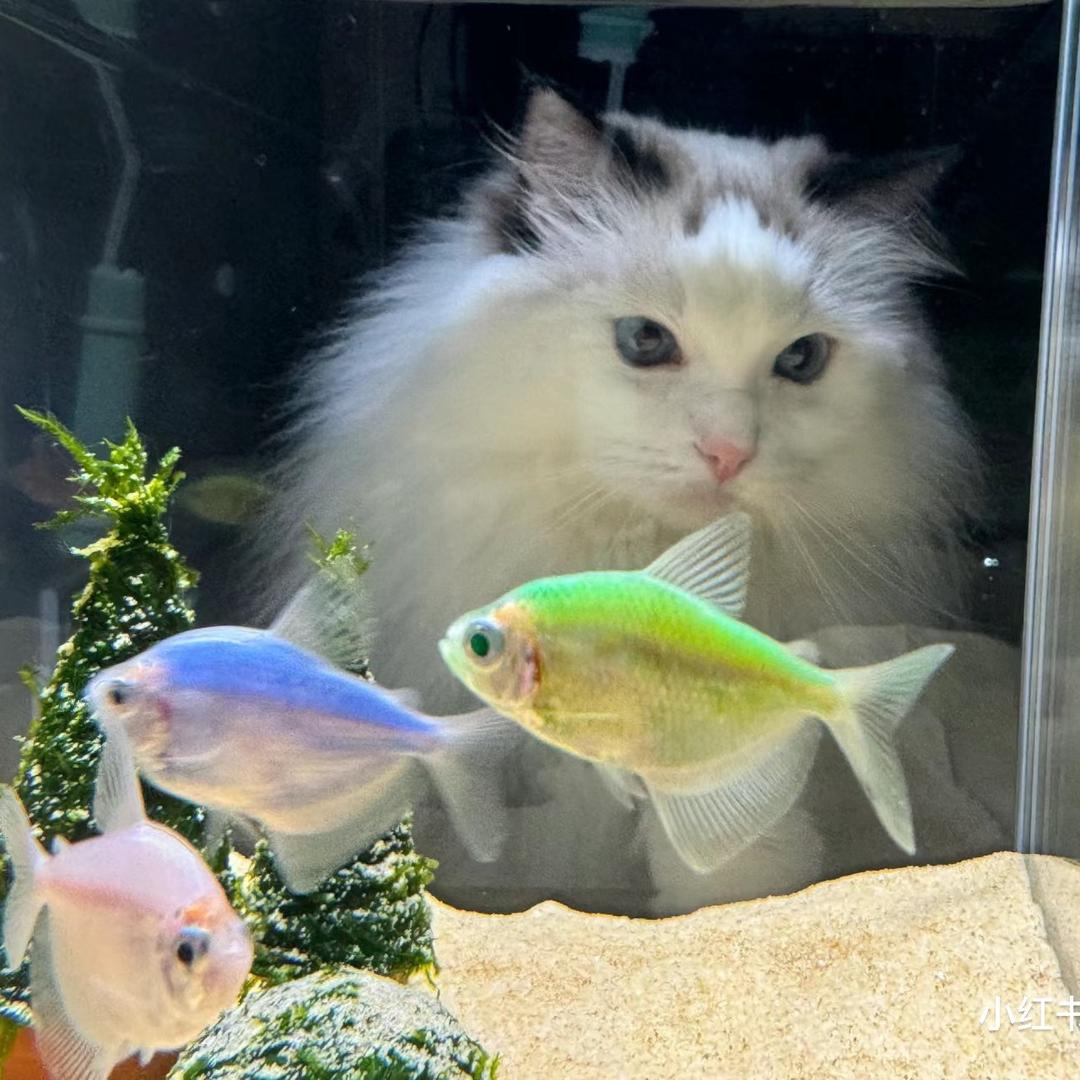 王多鱼水族馆