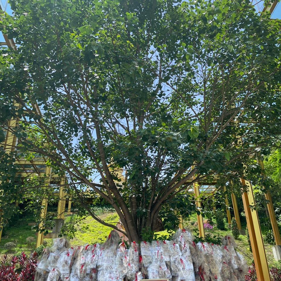 燕🪷菩提树下