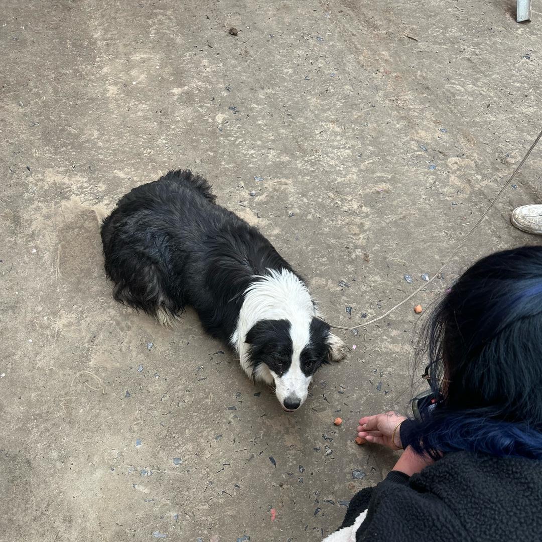 三百是只边牧
